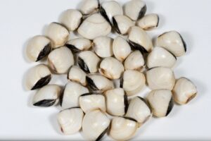 Almejas Blancas